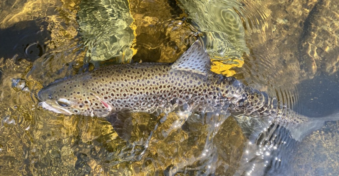 Craig Llyn trout - PB from Churchdown